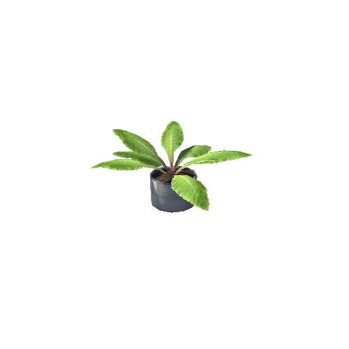 Plant 06
